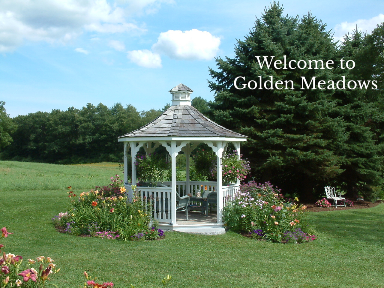 Home Golden Meadows Garden Design Daylilies